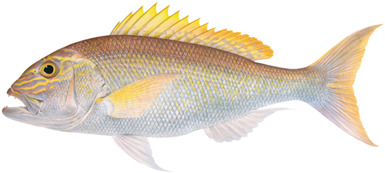 WA Fish Guide - Redfish