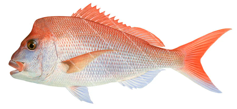 Wavwal Fish WA Fish Guide – Redfish