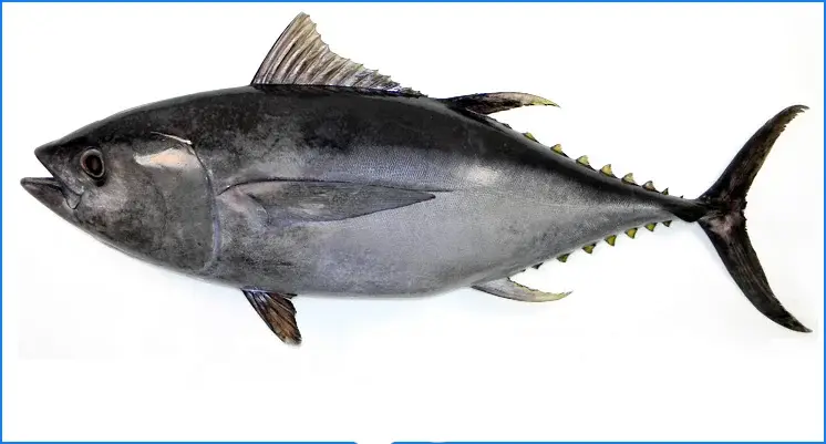 bigeye tuna