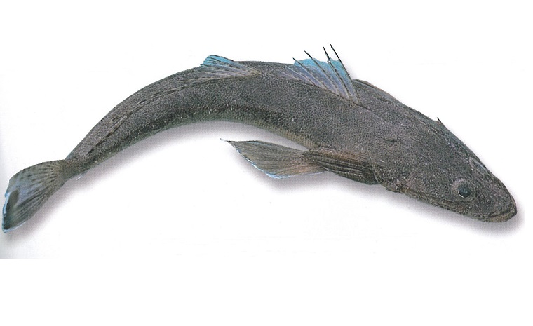 Wavwal Fish WA Fish Guide - Redfish