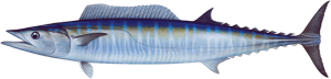 Watu Fish WA Fish Guide - Redfish