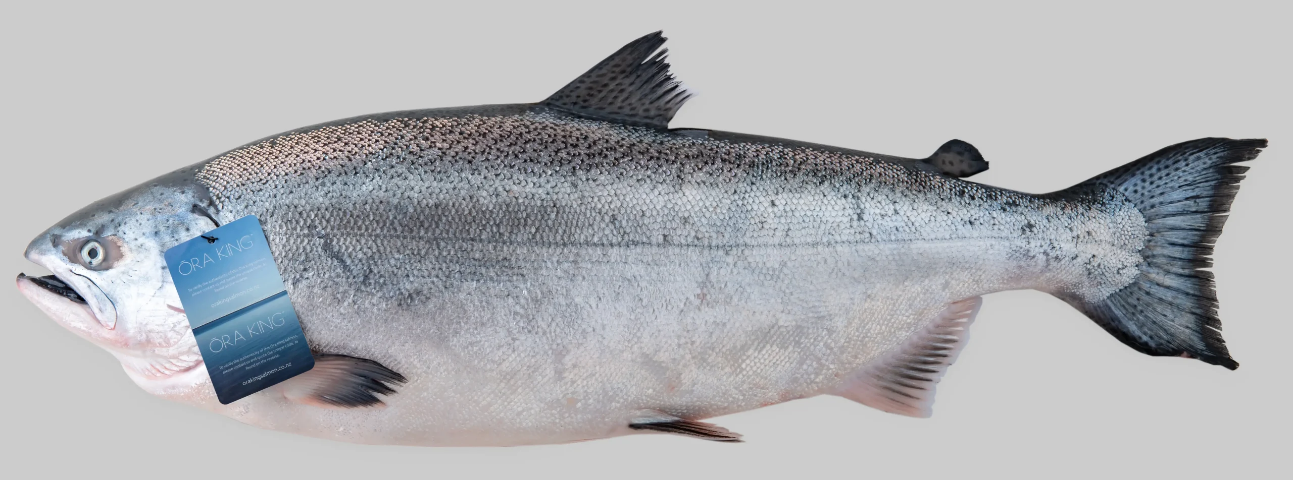 whole fish tagged oraking july20 215