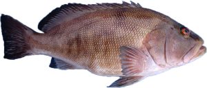 Recin Cod Fish WA Fish Guide - Redfish