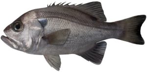 WA Fish Guide - Redfish