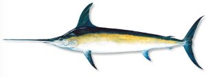 Wavwal Fish WA Fish Guide - Redfish